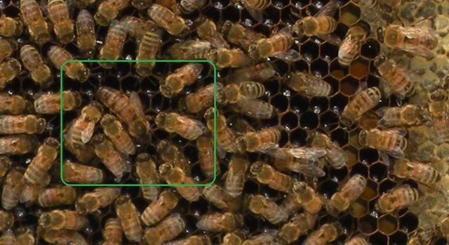 New Queen for "Bees Rules"